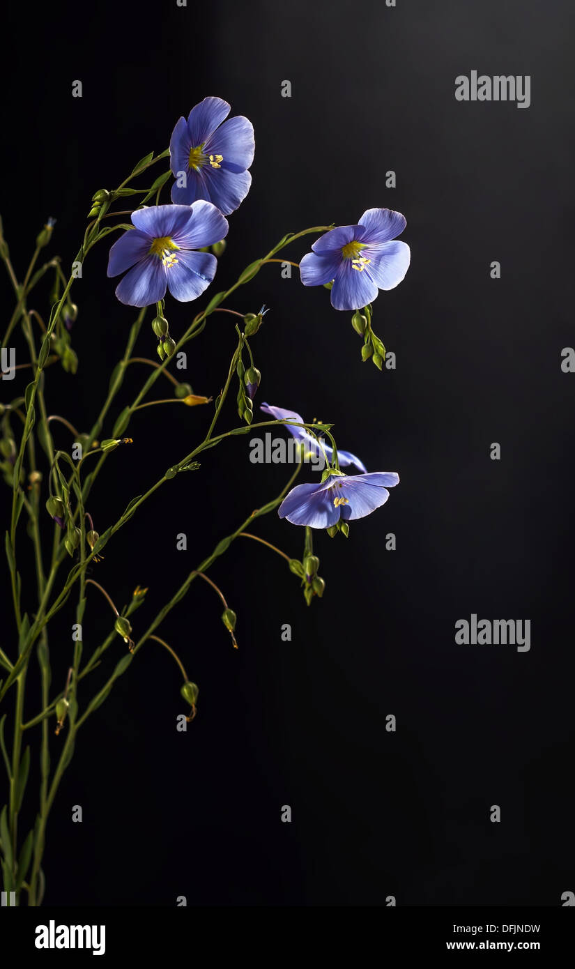 Wild flax hires stock photography and images Alamy