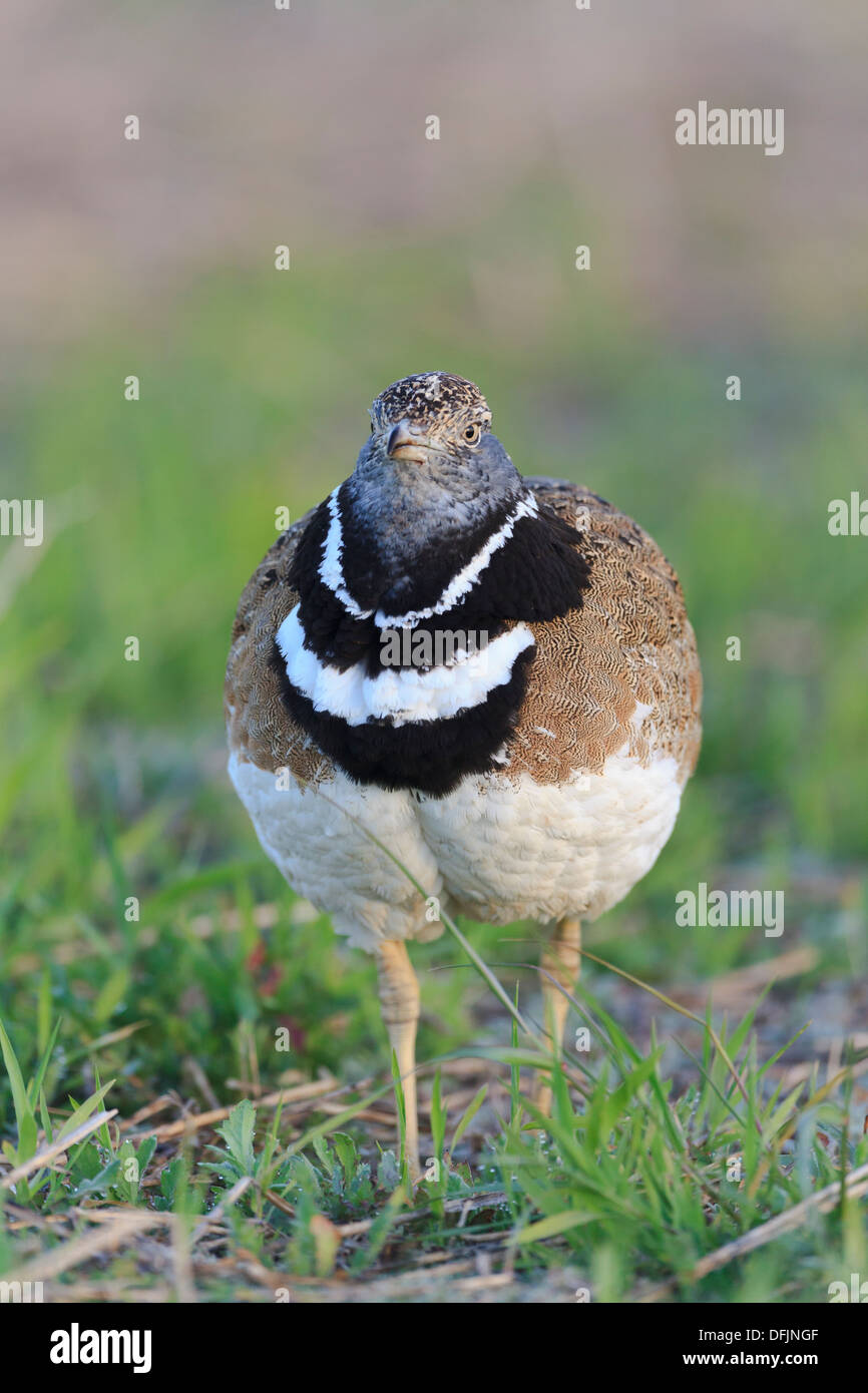 Little Bustard (Tetrax tetrax) male at lek. Lleida. Catalonia. Spain. Stock Photo