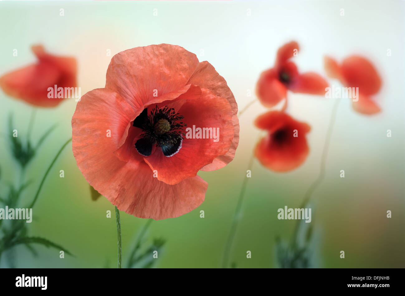 Closeup of red poppy flowers on the field Stock Photo