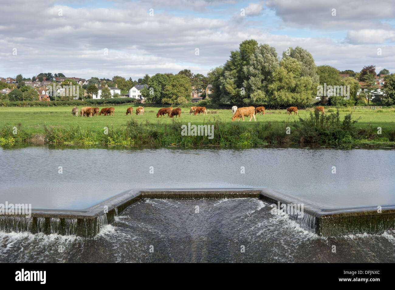 Silt-laden water rushing over a weir on the River Stour Blandford Dorset  England UK Stock Photo - Alamy