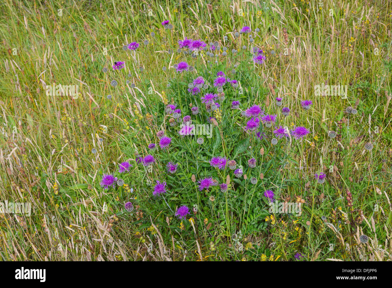 Greater Knapweed, Centaurea scabiosa, Wildflowers, Dorset, England Stock Photo