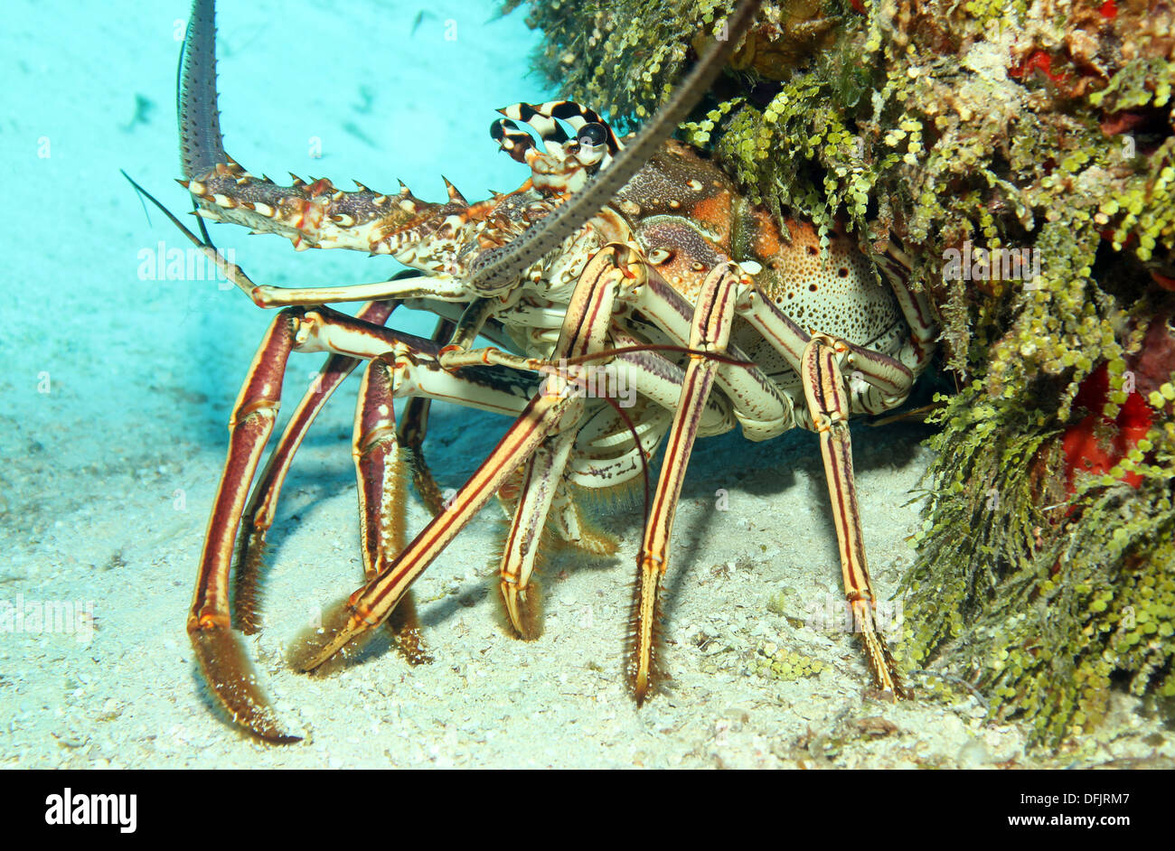 Close-up of a Caribbean Spiny Lobster (Panulirus Argus) on Sand Bottom, Looking out from its Cavern, Cozumel, Mexico Stock Photo
