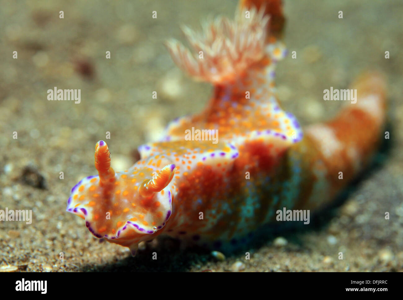 Ceratosoma tenue hi-res stock photography and images - Alamy