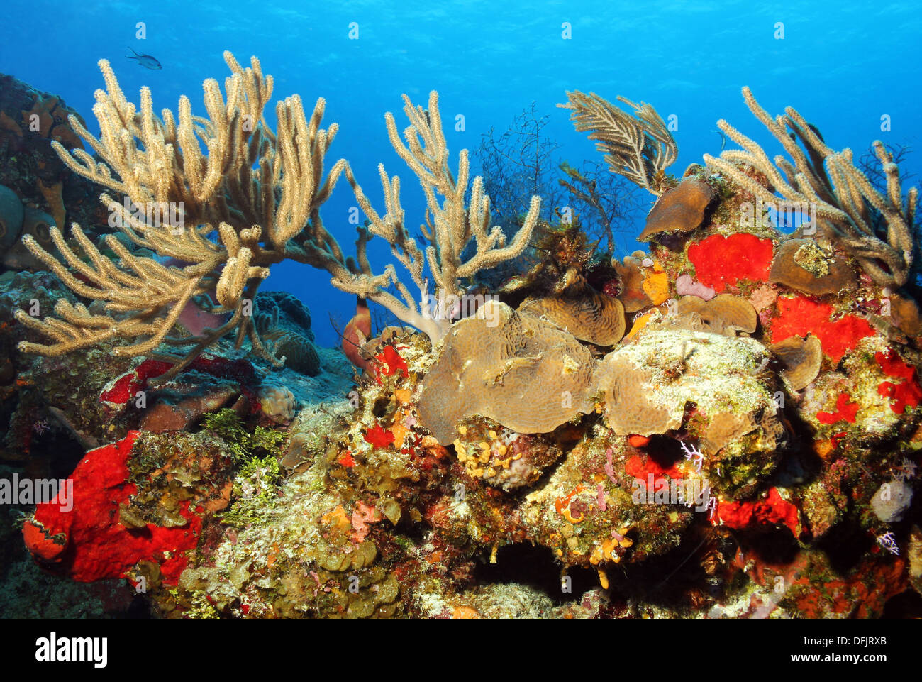 Colorful Corals against Blue Water and Surface, Cozumel, Mexico Stock Photo