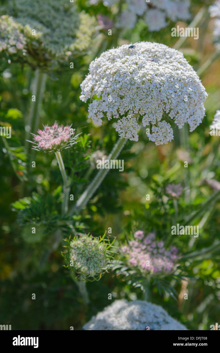 Wild Carrot, Daucus carota, Wildflowers, Dorset, England Stock Photo