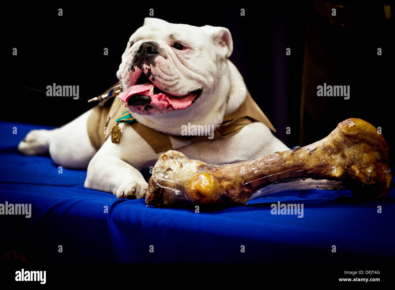 The outgoing Marine Corps mascot, Sgt. Chesty XIII, lays next to a recently received bone treat during his retirement ceremony at Crawford Hall at the Marine Barracks Washington August 28, 2013 in Washington, D.C. Chesty XIII served as the Marine Corps mascot for five years. Stock Photo