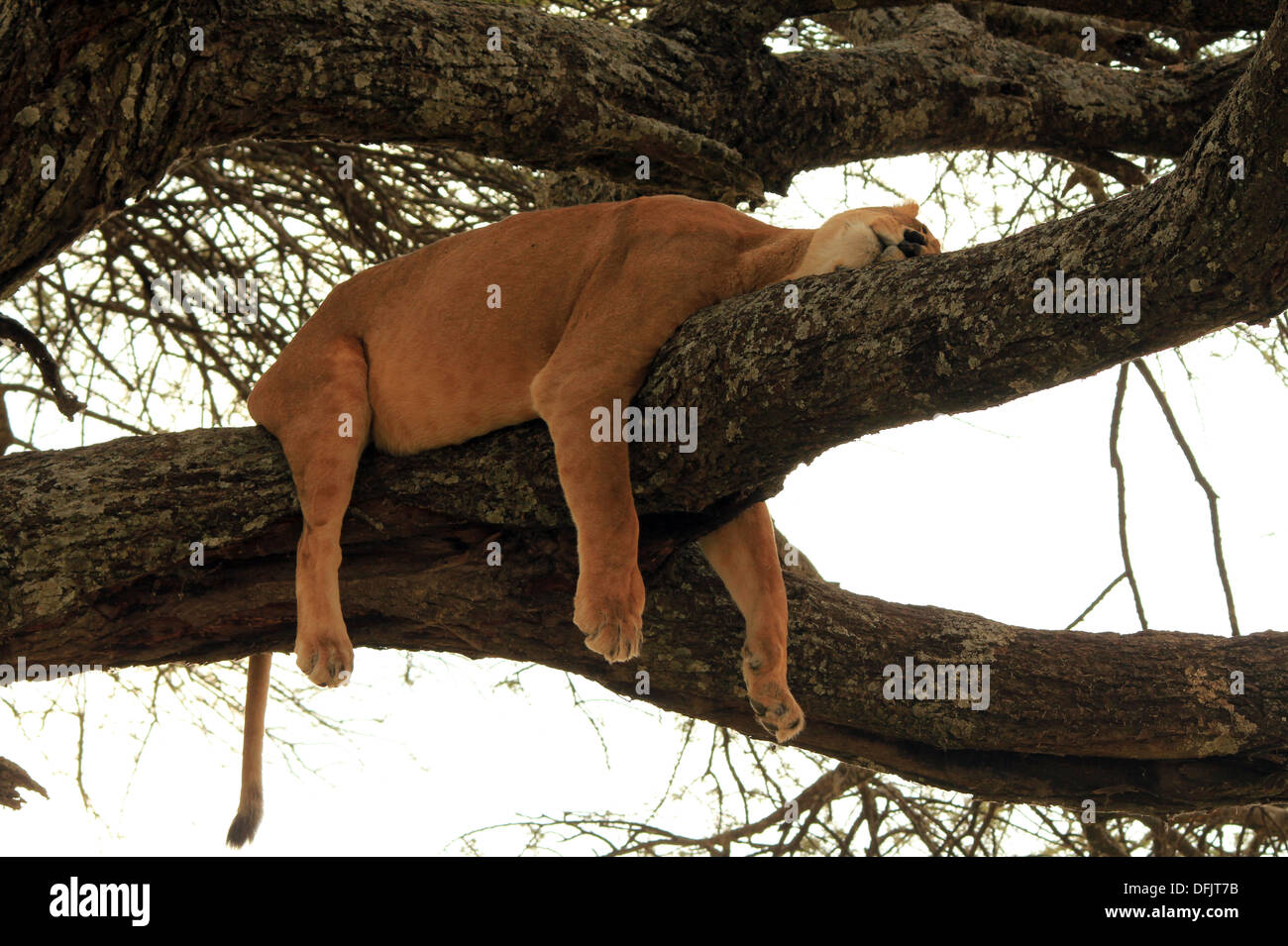 Lioness (Panthera Leo) Napping in a Tree, Serengeti, Tanzania Stock Photo