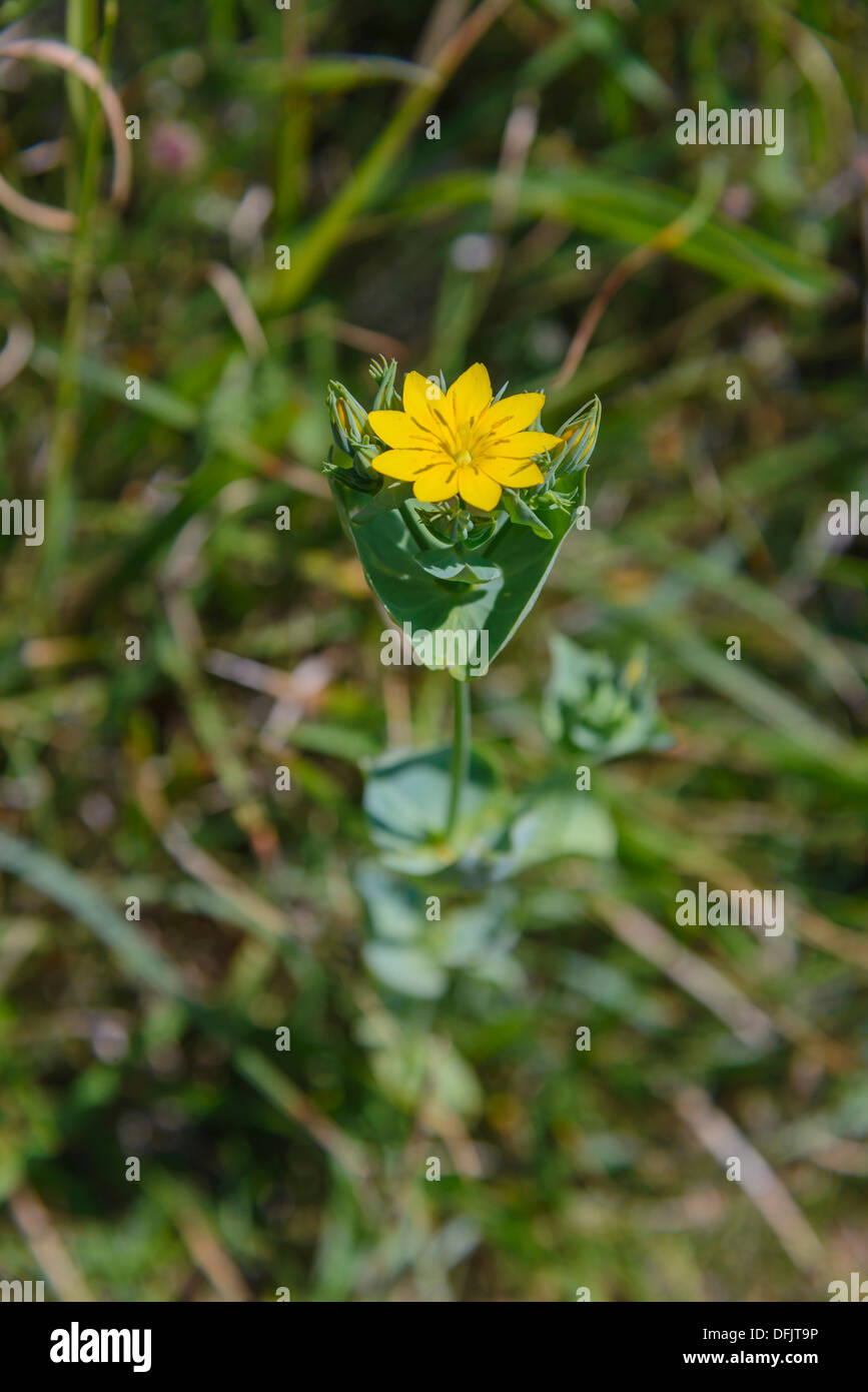 Yellow Wort, Blackstonia perfoliata, Wildflowers, Dorset, England Stock Photo