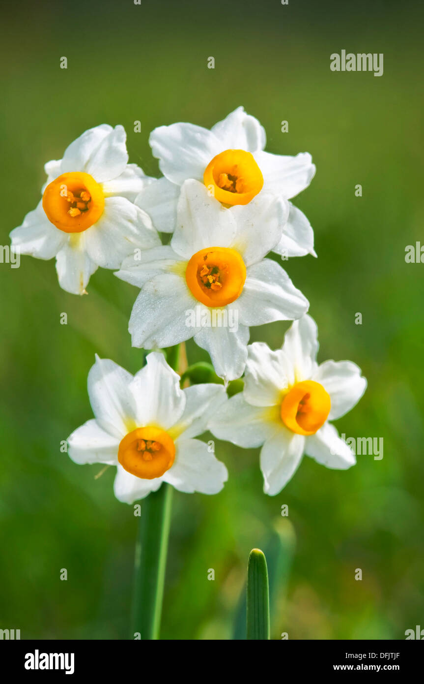 chinese narcissus bulbs