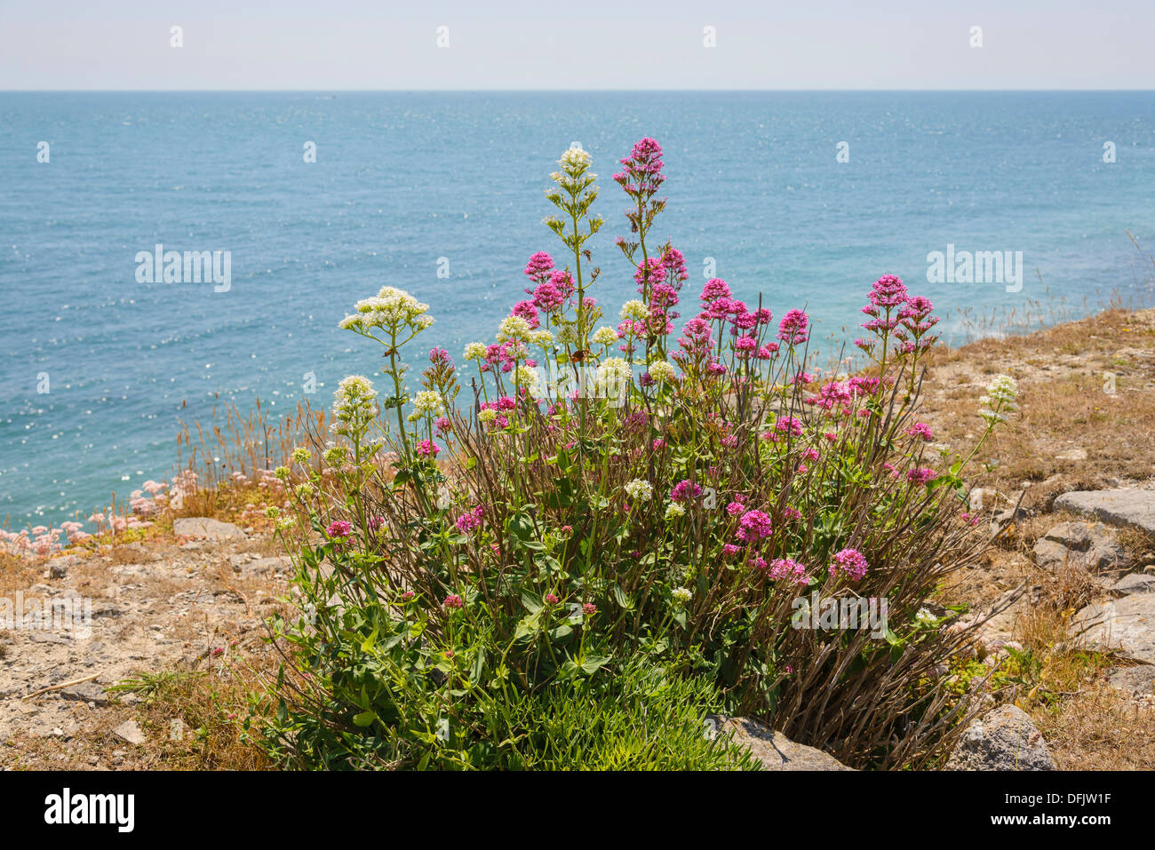 Red Valarian, Centranthus ruber, Red and White Variants, Wildflowers, Dorset, England Stock Photo