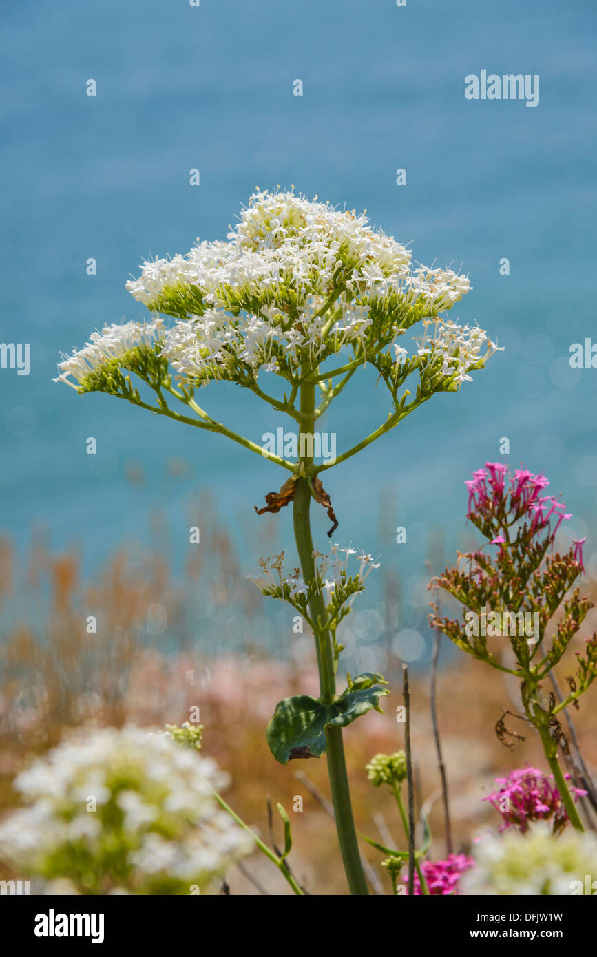 Red Valarian, Centranthus ruber, Red and White Variants, Wildflowers, Dorset, England Stock Photo