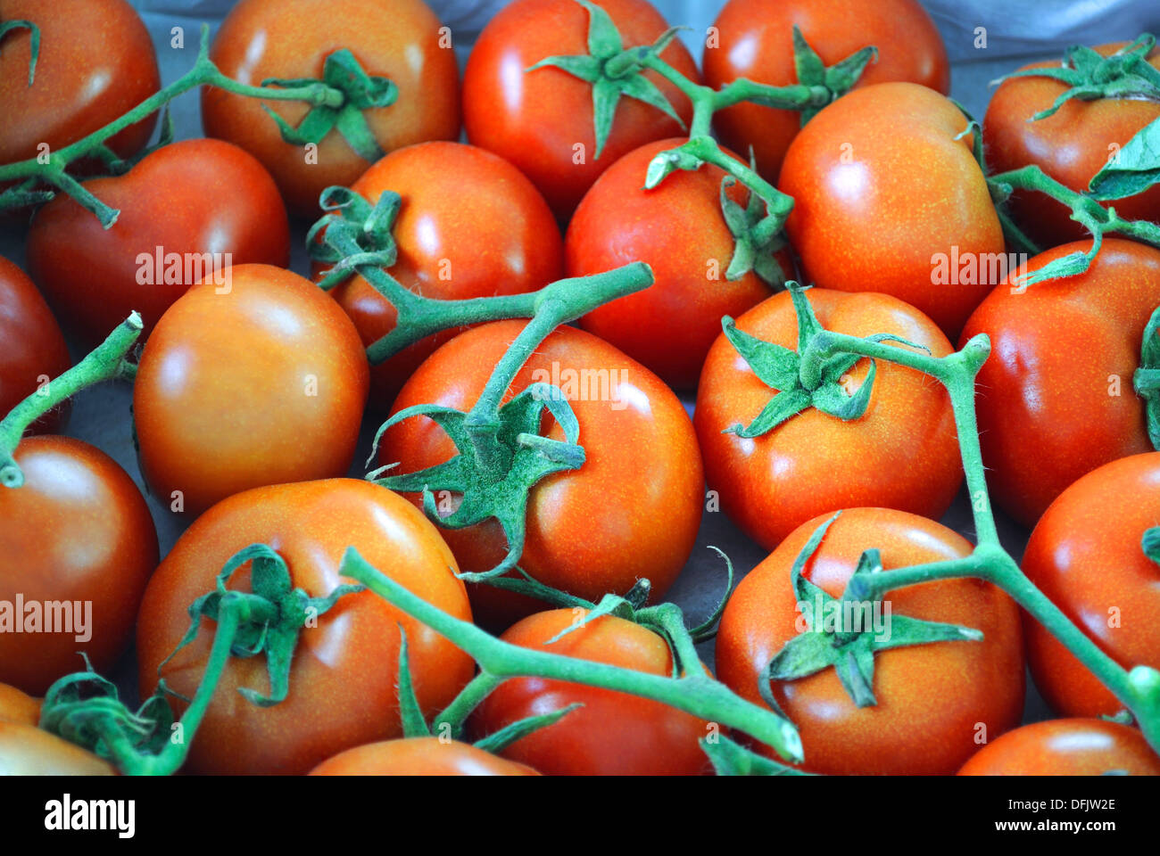 It is a lot of tomatoes Stock Photo