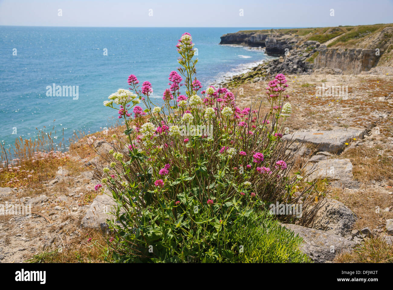 Red Valarian, Centranthus ruber, Red and White Variants, Wildflowers, Dorset, England Stock Photo