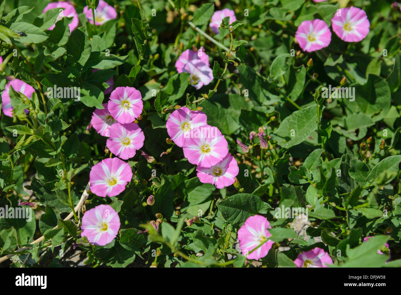 Field Bindweed, Convolvulus arvensis, Wildflowers, Dorset, England
