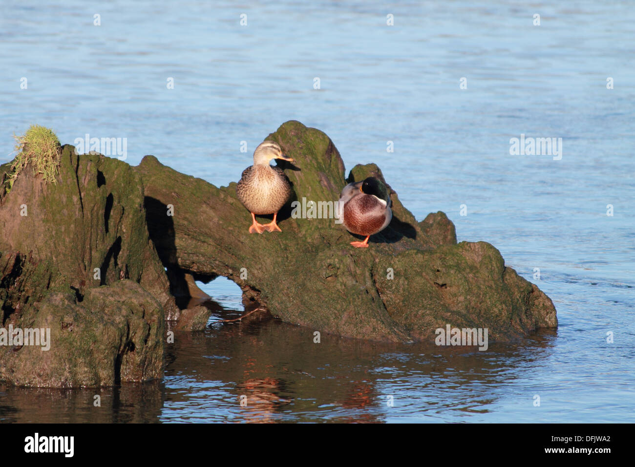 Mallard Duck pair in conversation on a log on the river. Stock Photo