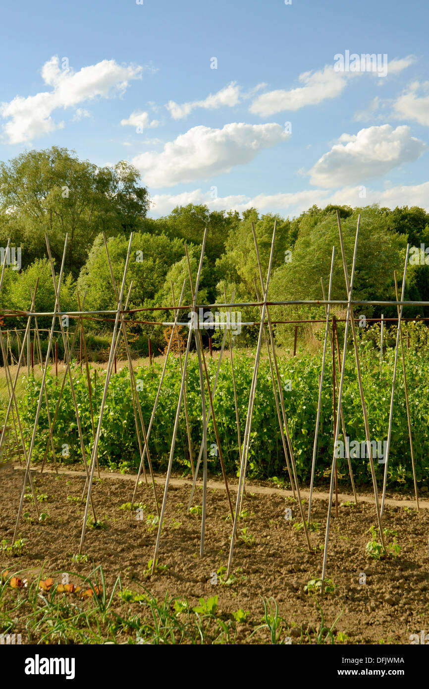 Rows of pole beans, land other vegetables in a community garden in Heerlen, Limburg, the Netherlands. Taken in early spring when Stock Photo