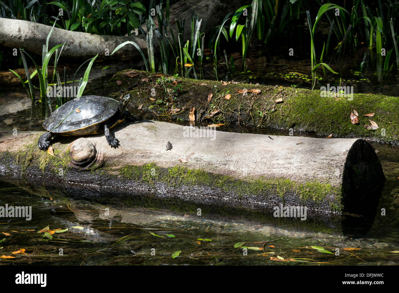 Florida Cooter [Pseudemys concinna floridana] turtle sunning on a log ...