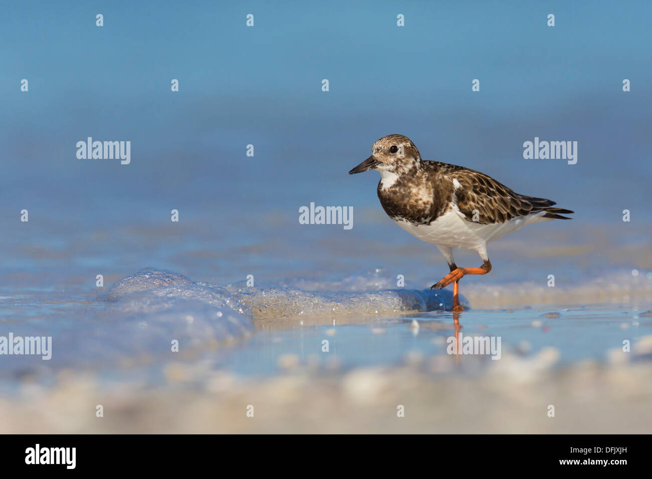 Rudy Turnstone (Arenaria interpes) walking in the surf - Fort Desoto, Florida. Stock Photo