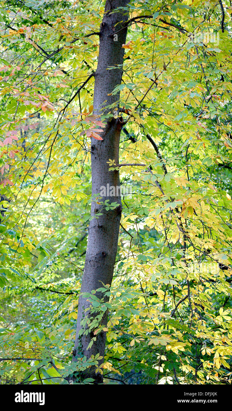 Multicolor autumn foliage Stock Photo