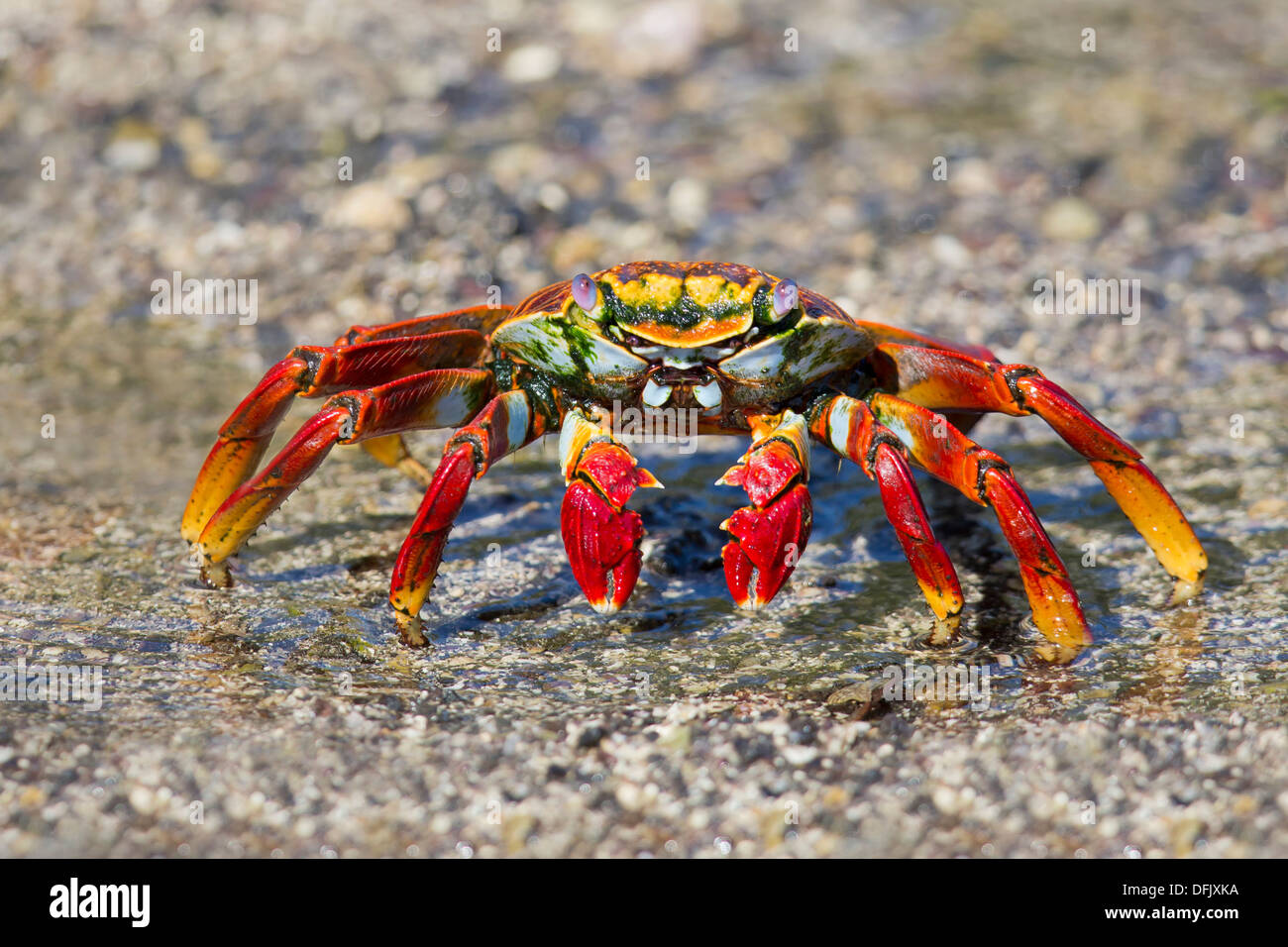 Sally lightfoot Crab (Grapsus grapsus) - Fernandina, Galapagos Islands. Stock Photo