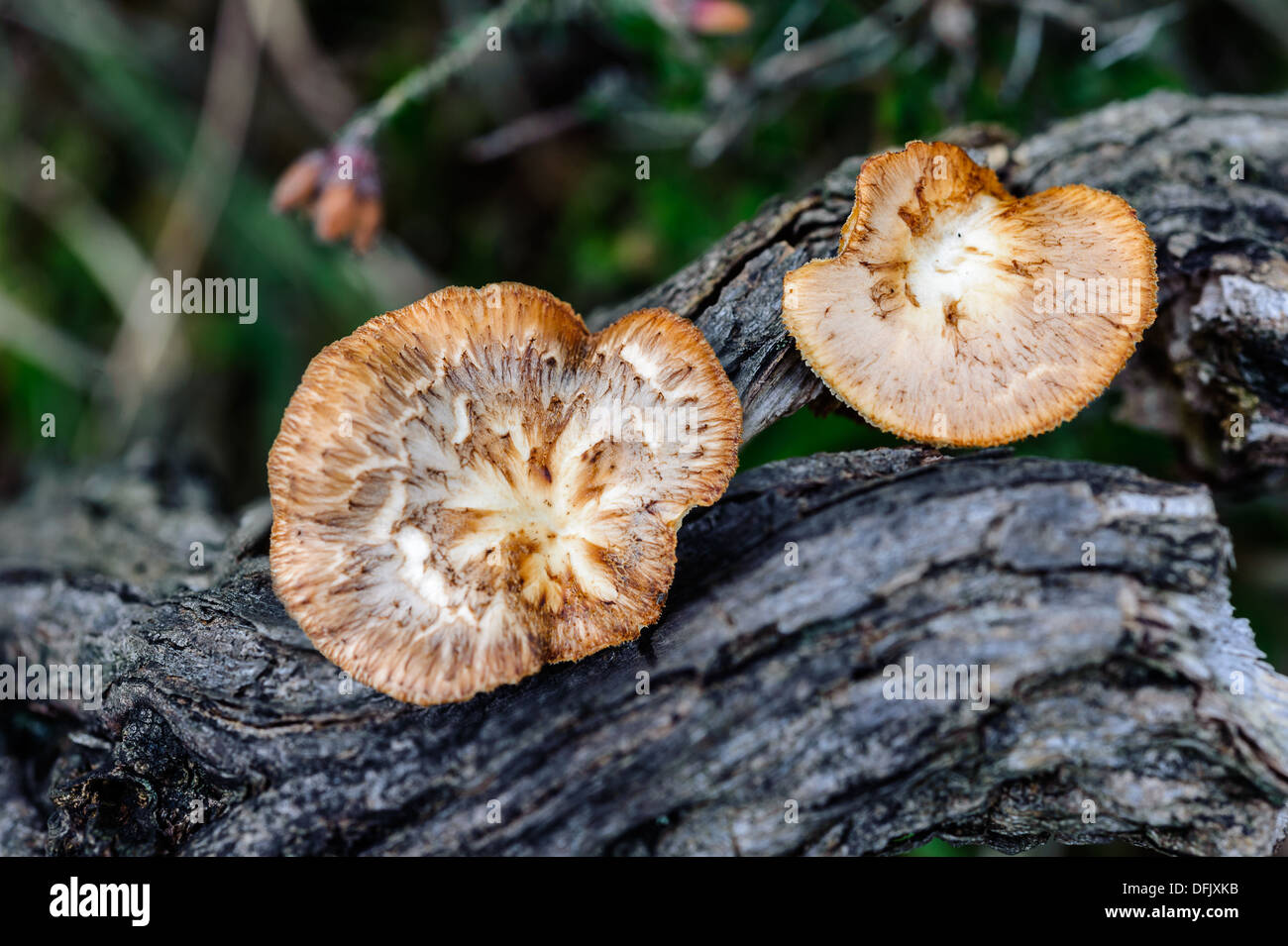 Honey fungus is the common name of several species of fungi within the genus Armillaria. Honey fungus spreads underground. Stock Photo