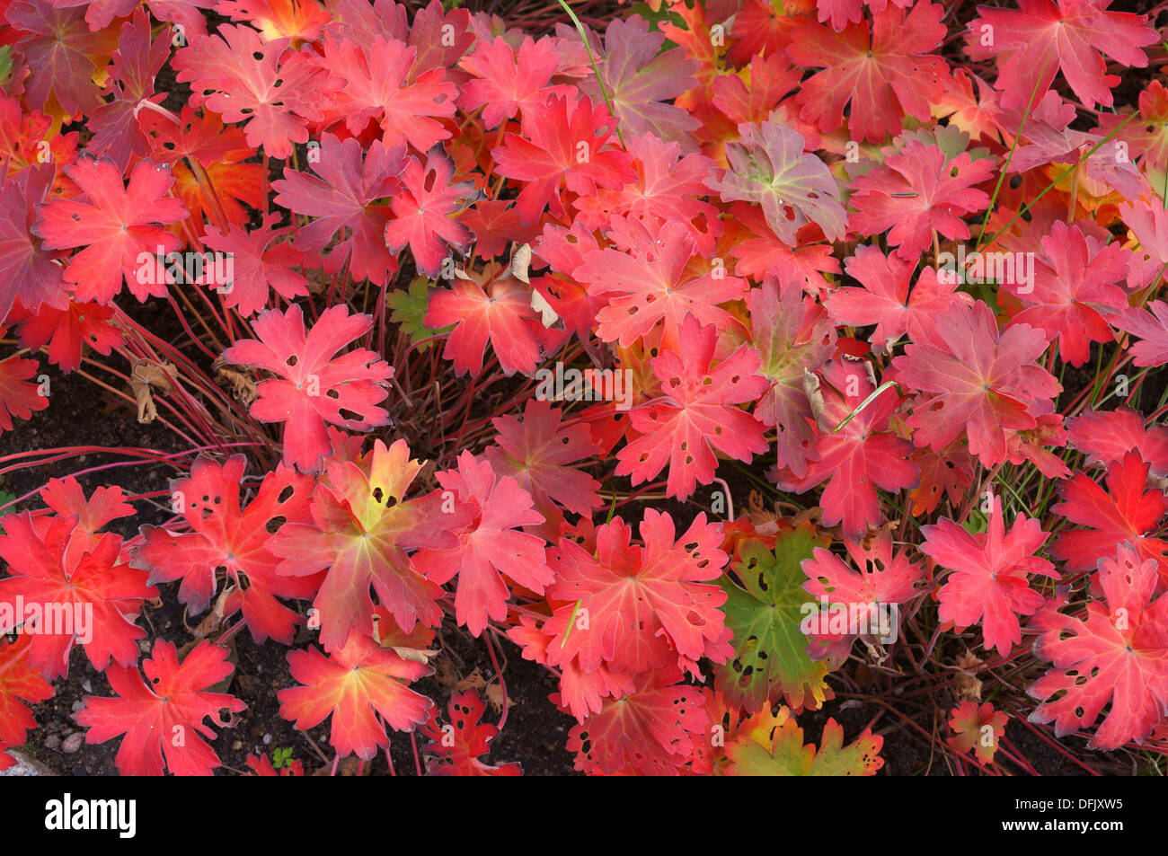 Geranium wlassovianum leaves turned red in autumn Stock Photo
