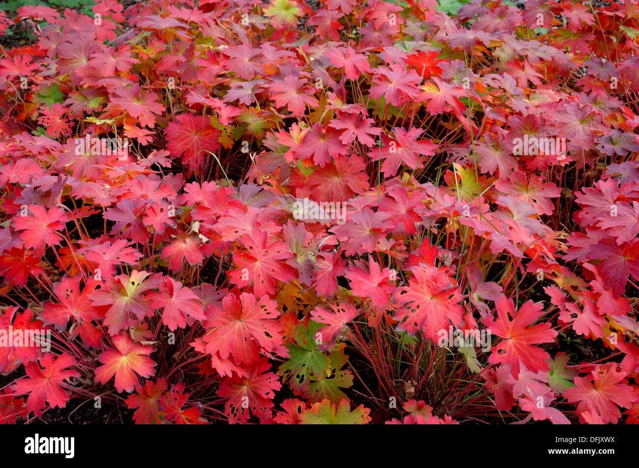 Geranium wlassovianum leaves turned red in autumn Stock Photo