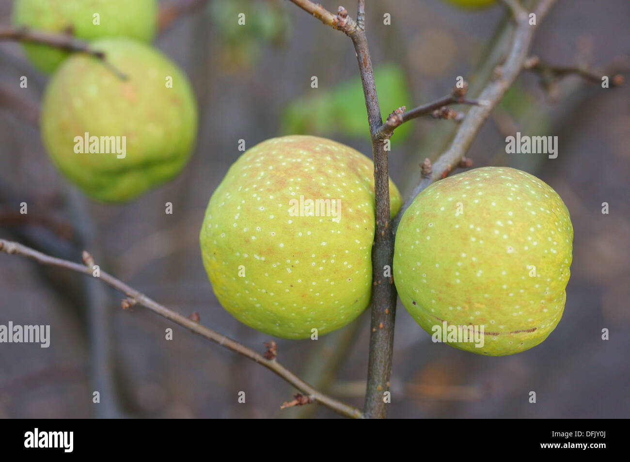 Chinese quince hires stock photography and images Alamy