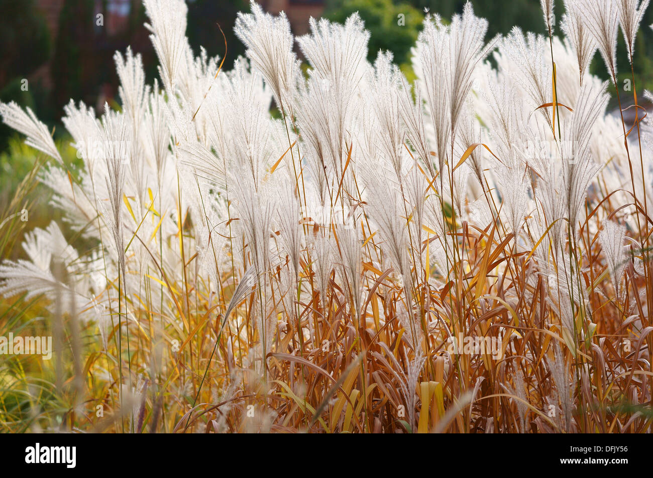 Amur silver grass Miscanthus sacchariflorus Stock Photo