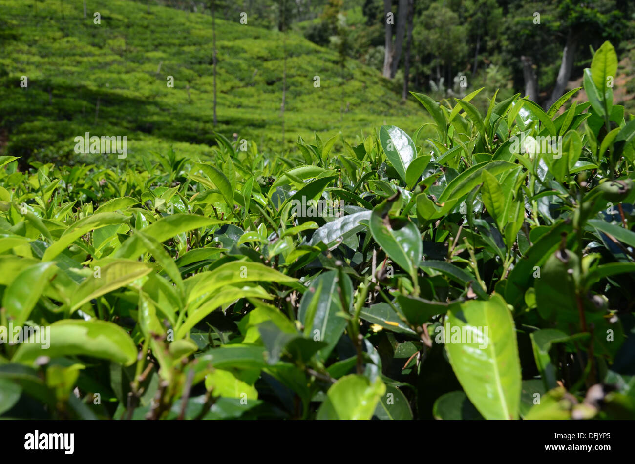 Sri Lanka green tea plantations Stock Photo Alamy