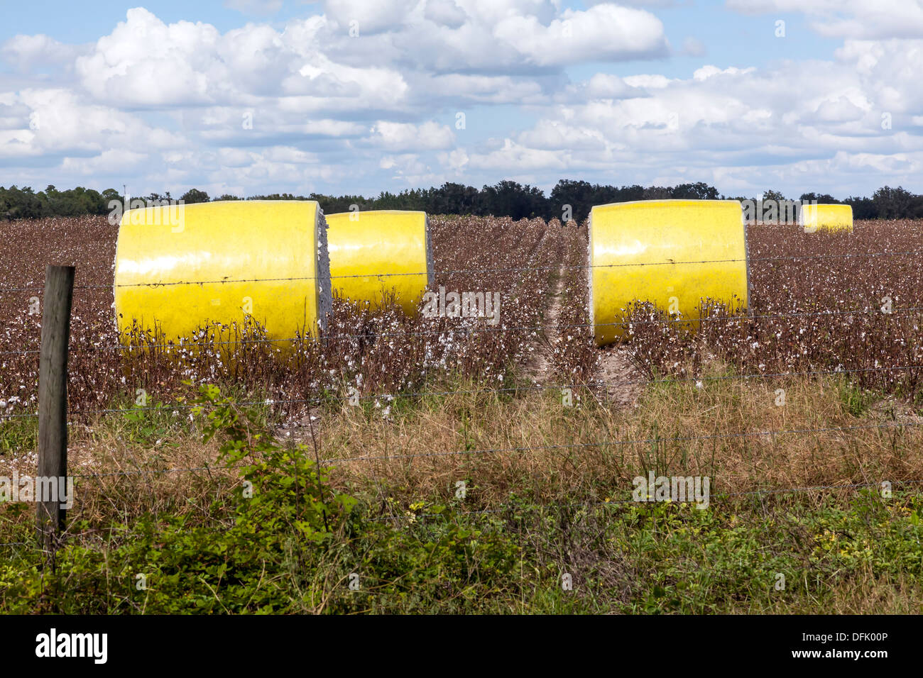 Cotton bales in a cotton field in rural north central Florida after