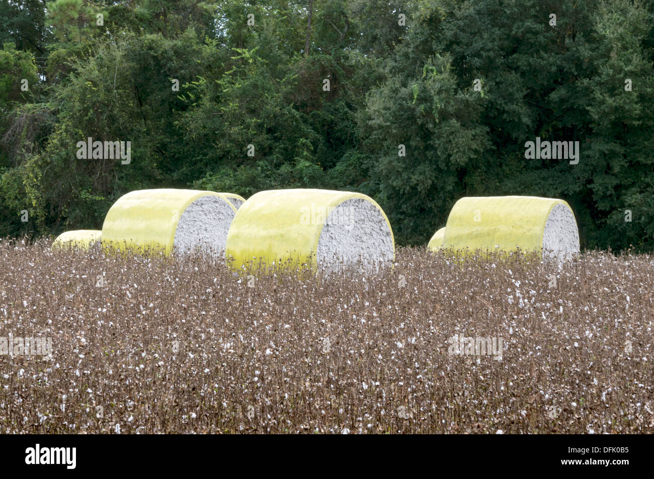 Cotton bales in a cotton field in rural north central Florida after