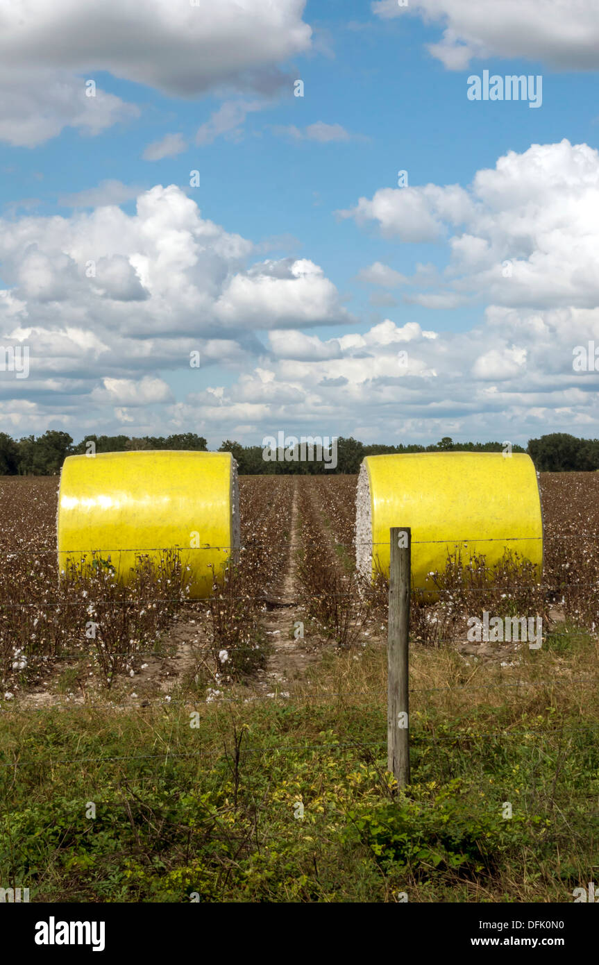 Cotton bales in a cotton field in rural north central Florida after
