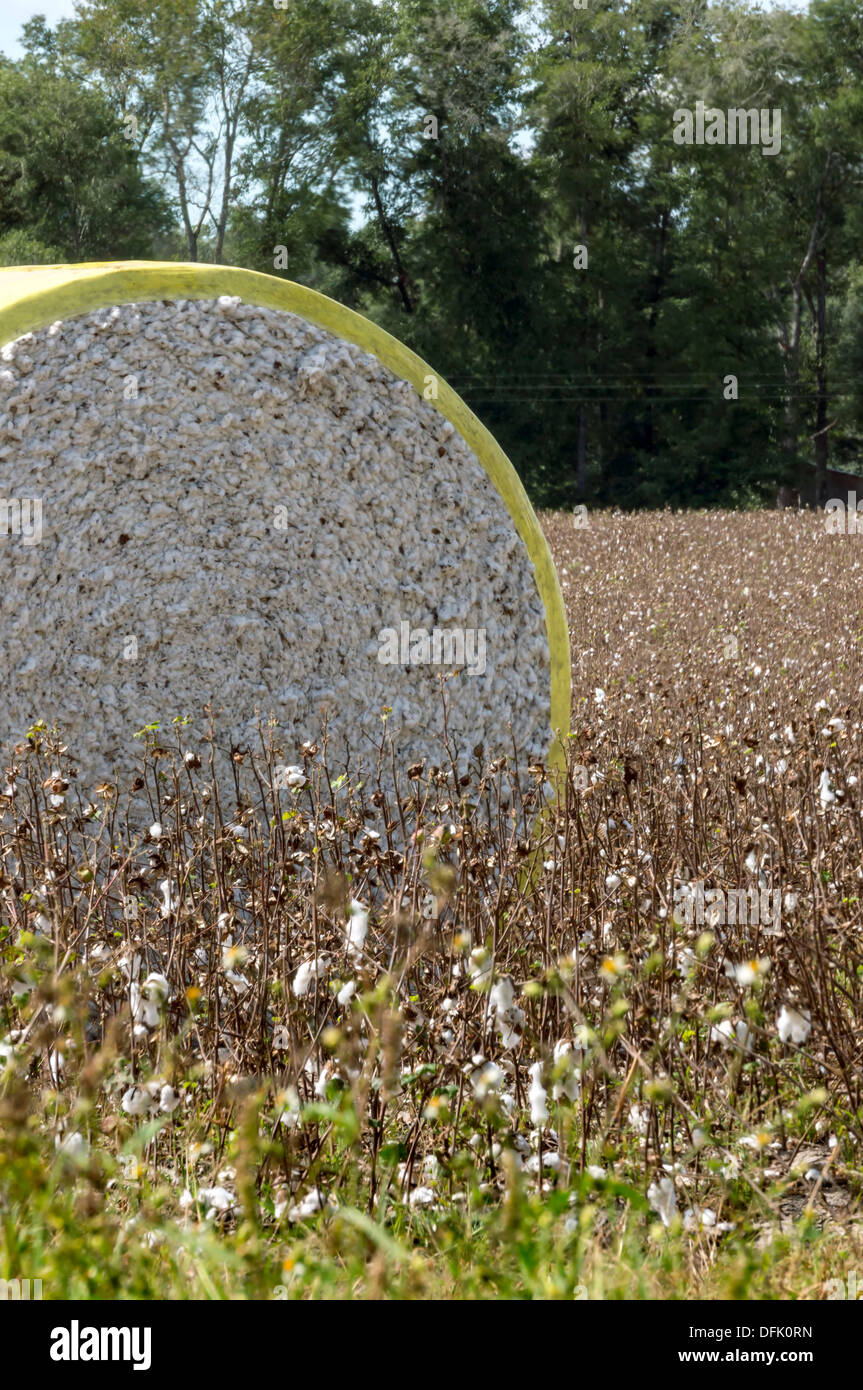 Cotton bale in a cotton field in rural north central Florida after harvesting. Stock Photo