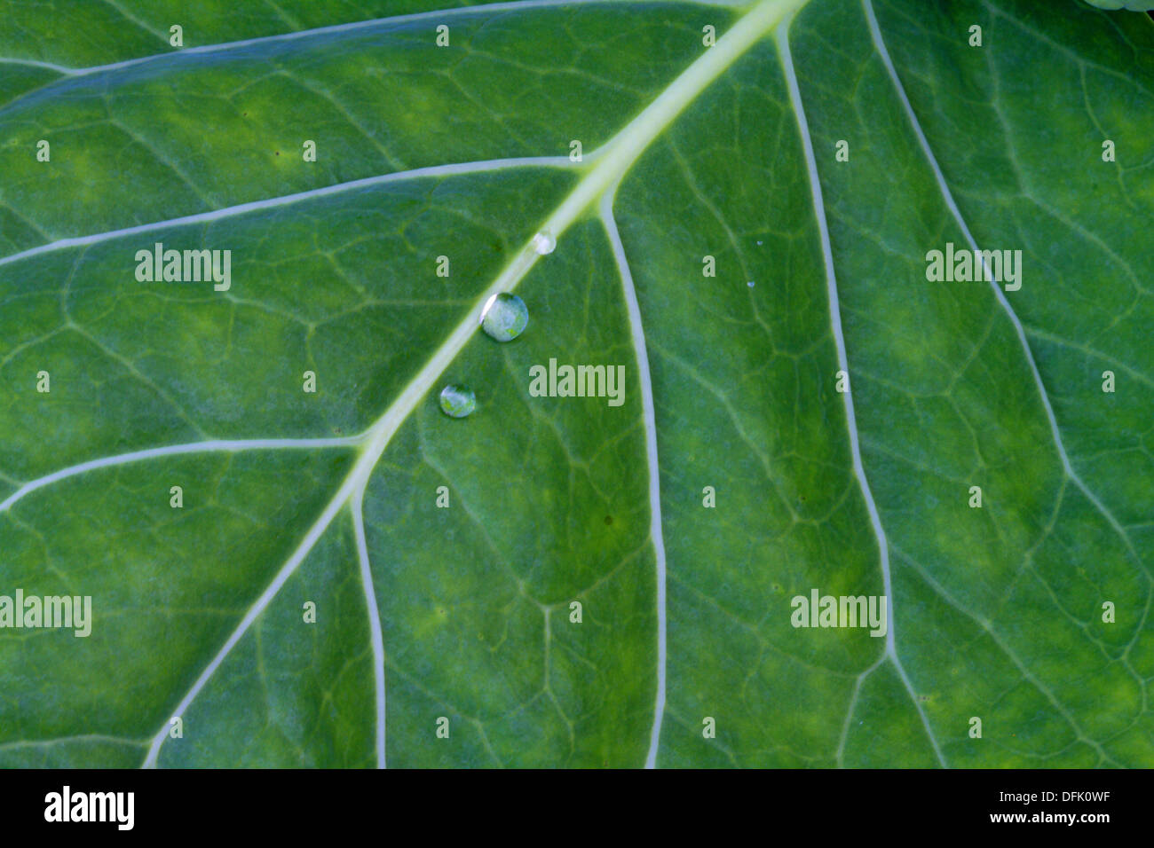 Close up of droplets of water on the veins of a cabbage leaf Stock Photo