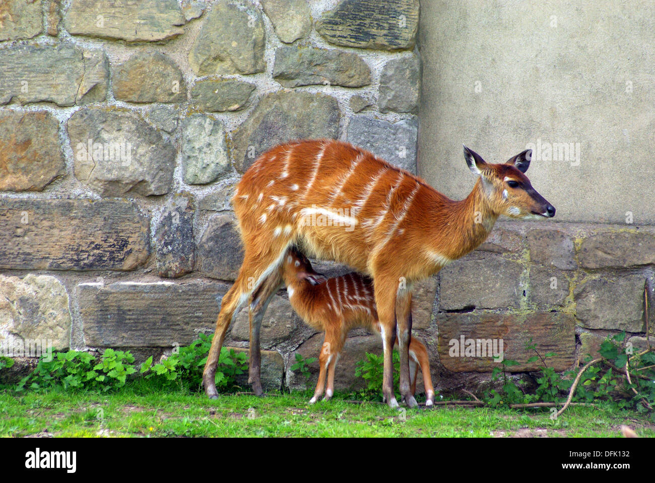 Bongo (antelope) with suckling baby bongo at Stock Photo