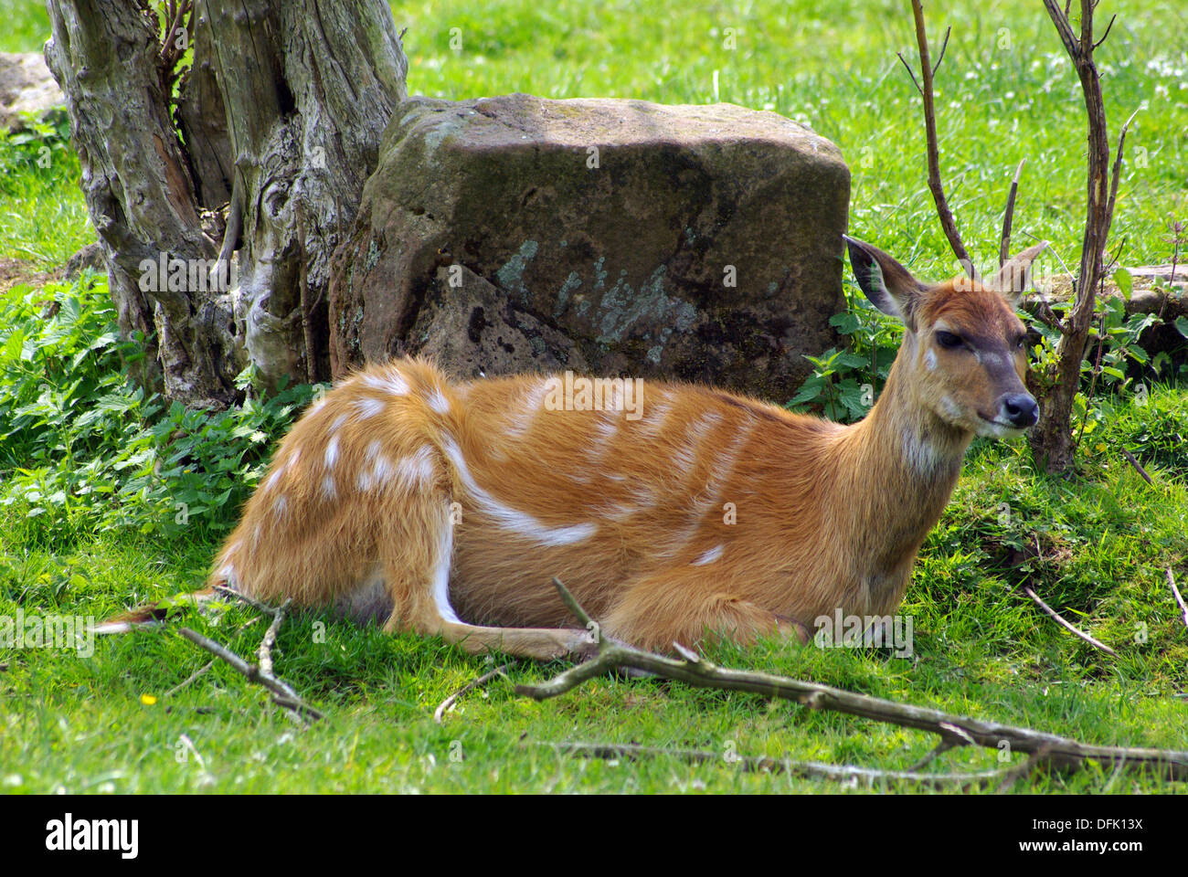 Bongo (antelope) at Stock Photo