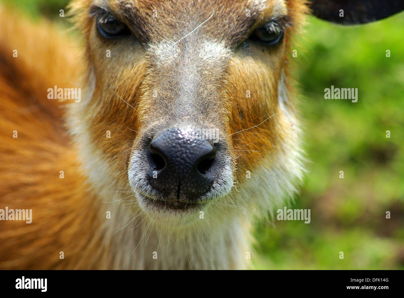 Close up of a Bongo (antelope) at Chester Zoo Stock Photo