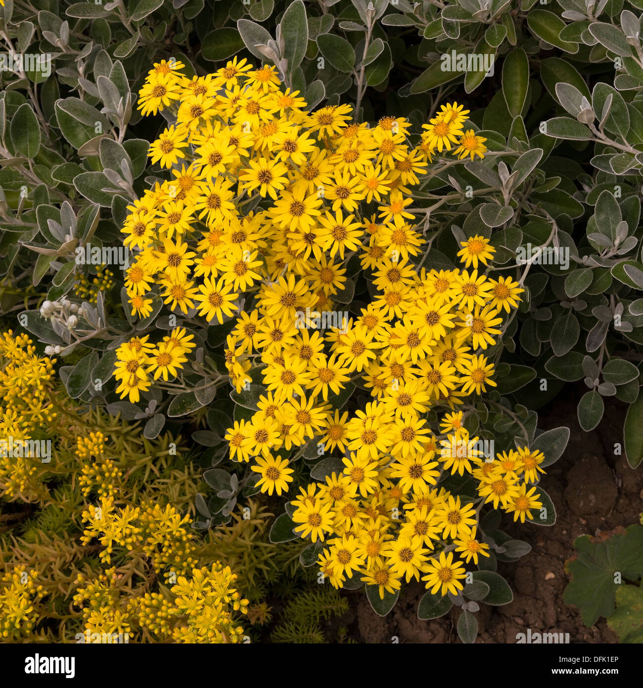 Senecio 'Sunshine' . A popular evergreen garden shrub with silvery grey leaves and bright yellow flowers. Stock Photo
