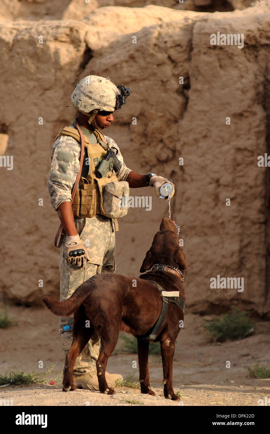 US Army dog handler Sgt. Justin McGhee gives his dog a drink of water after searching several compounds in an Afghan village June 26, 2010 in Kandahar, Afghanistan. Stock Photo