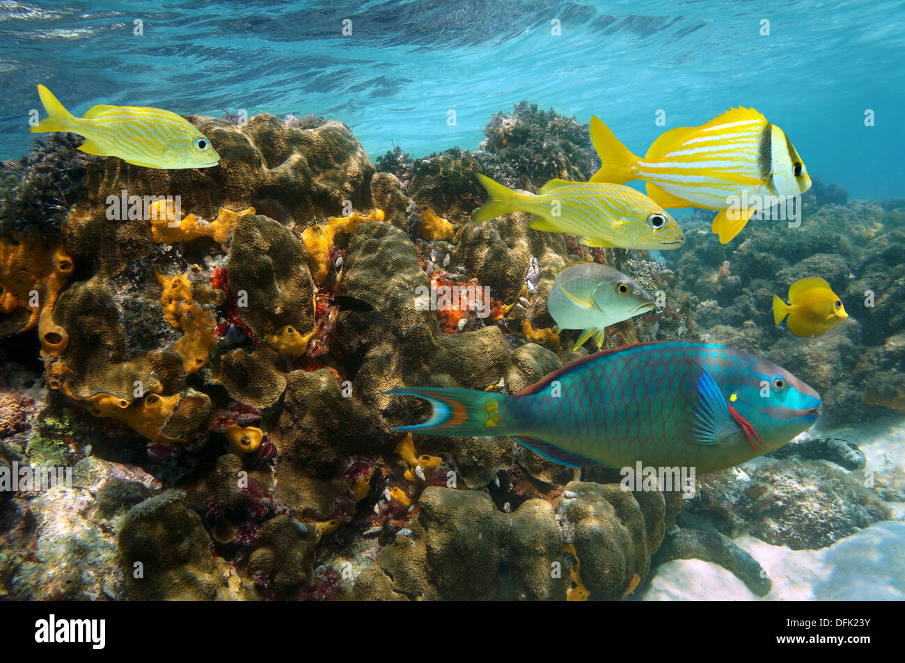 Undersea colors in a coral reef with colorful fish, Caribbean sea, Jamaica Stock Photo