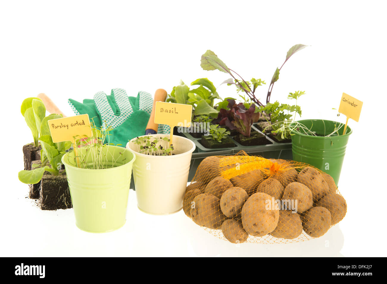 Vegetable and herb plants in plastic container Stock Photo Alamy