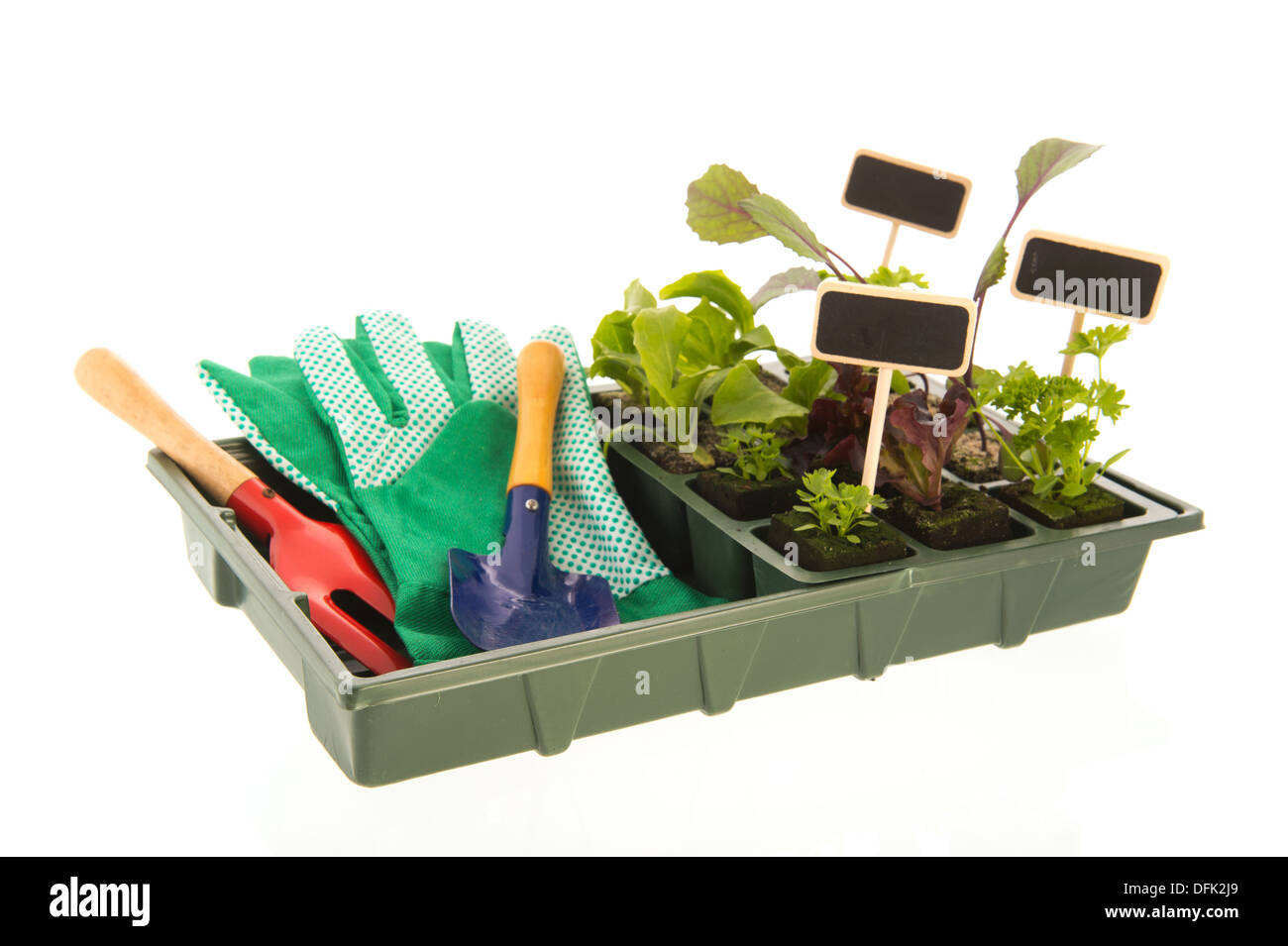 Vegetable and herb plants in plastic container Stock Photo Alamy