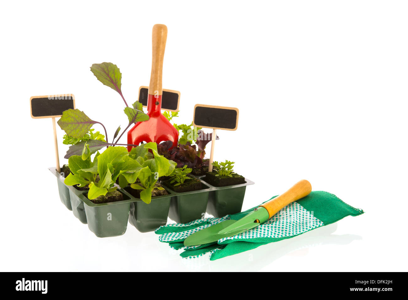 Vegetable and herb plants in plastic container Stock Photo