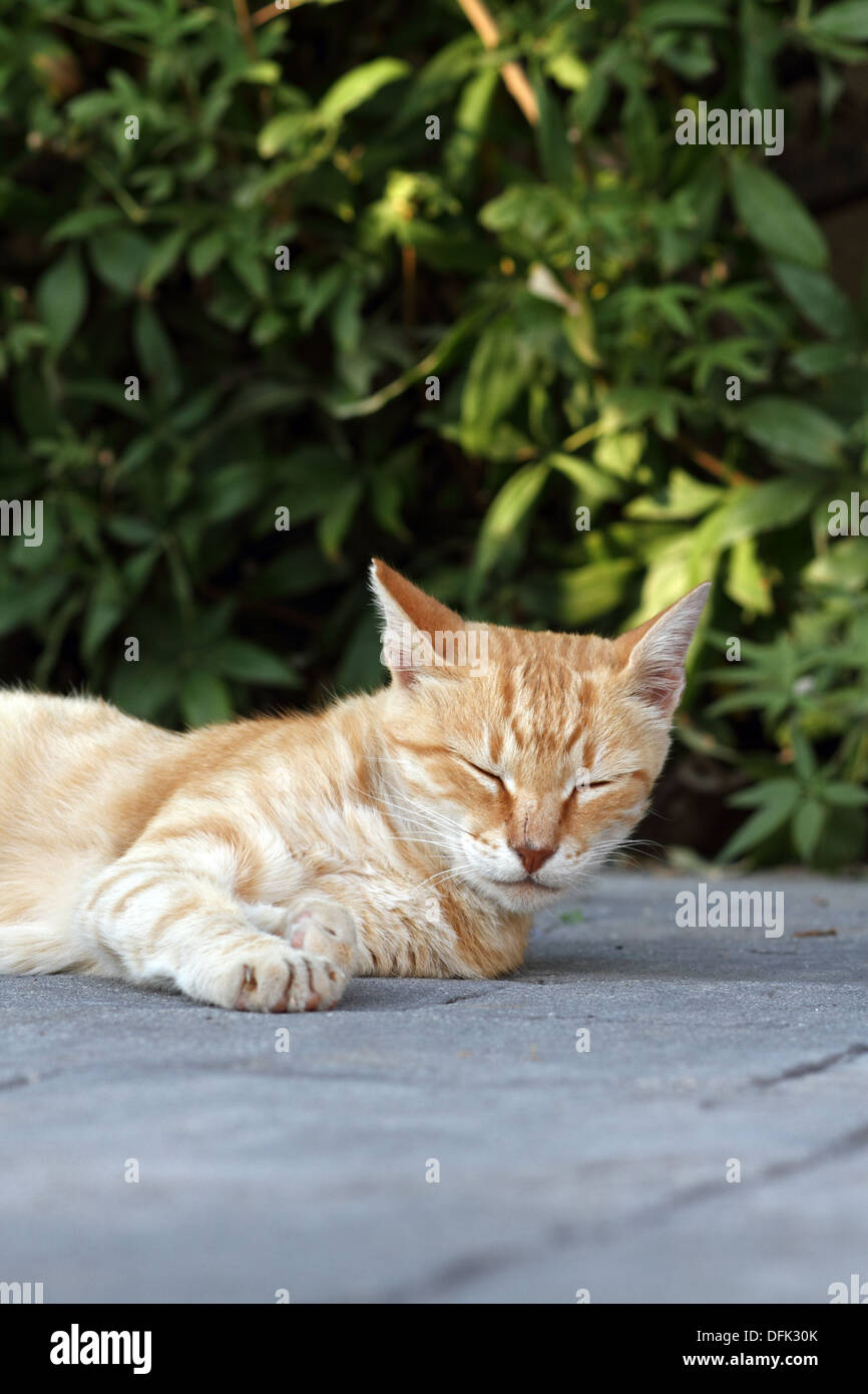 Feral cat ginger tom male Stock Photo
