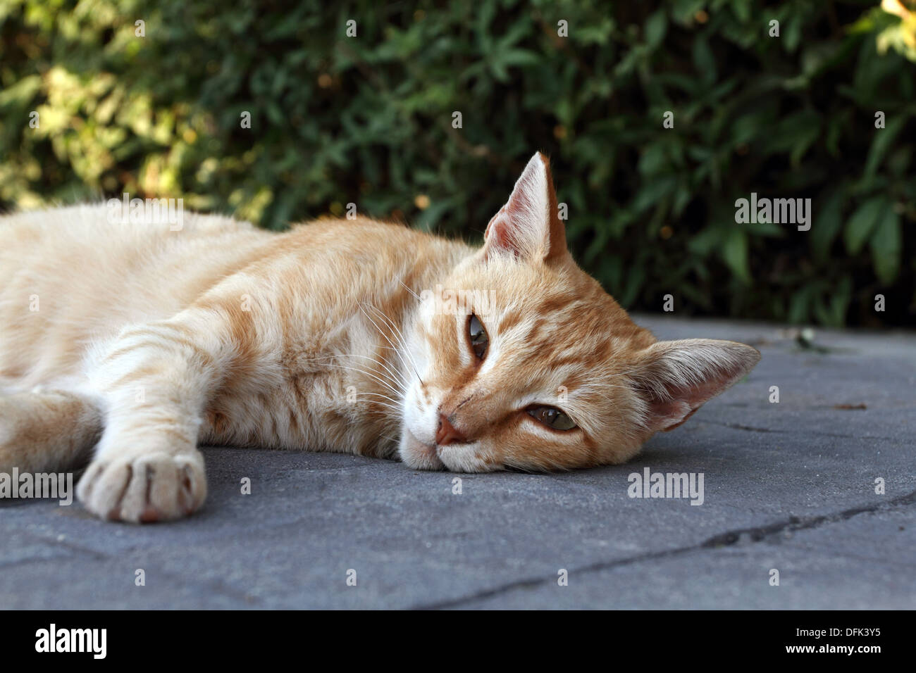 Feral cat ginger tom male Stock Photo