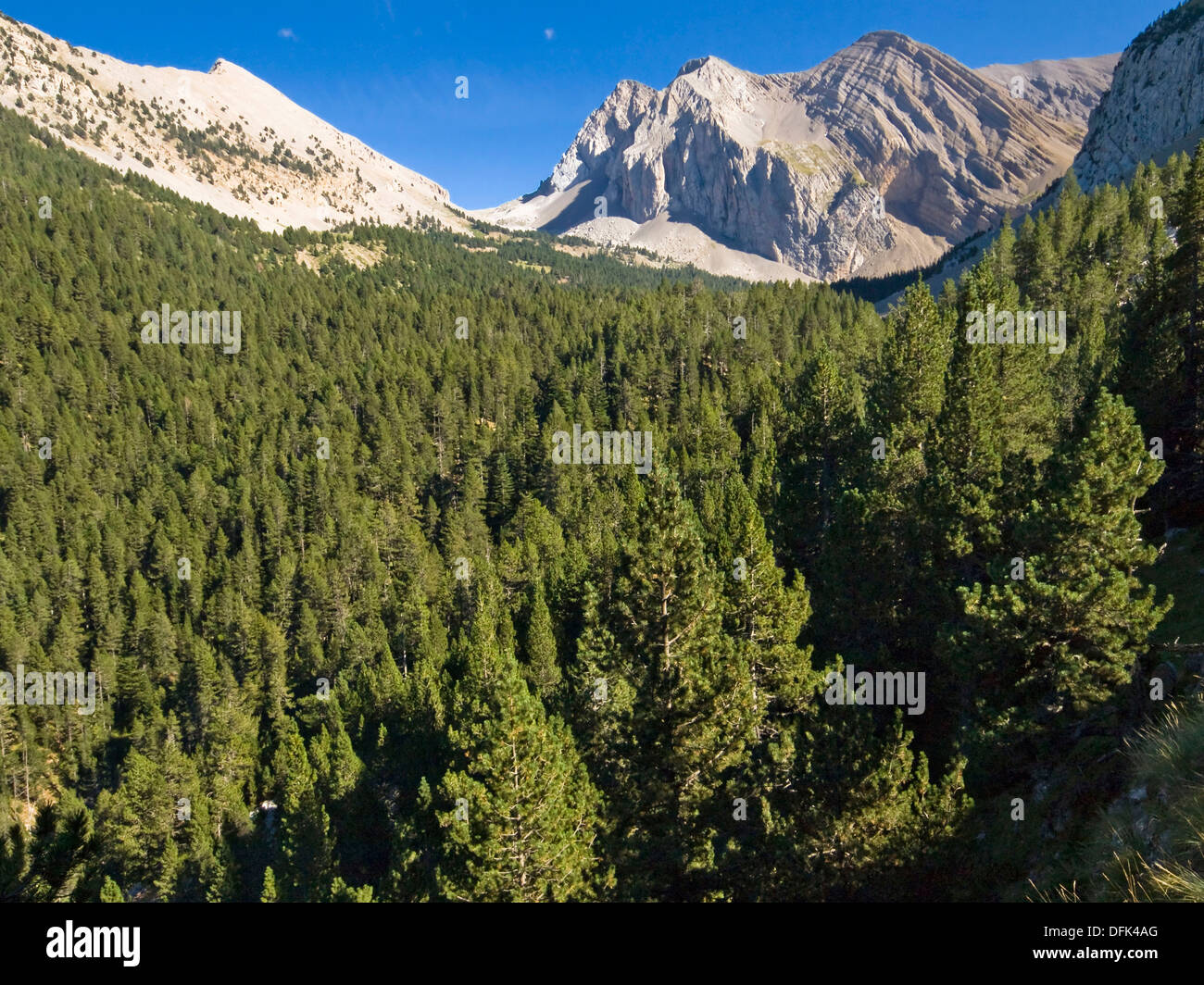 Bosques de pinos y abetos en las inmediaciones del ibón de Plan o Basa
