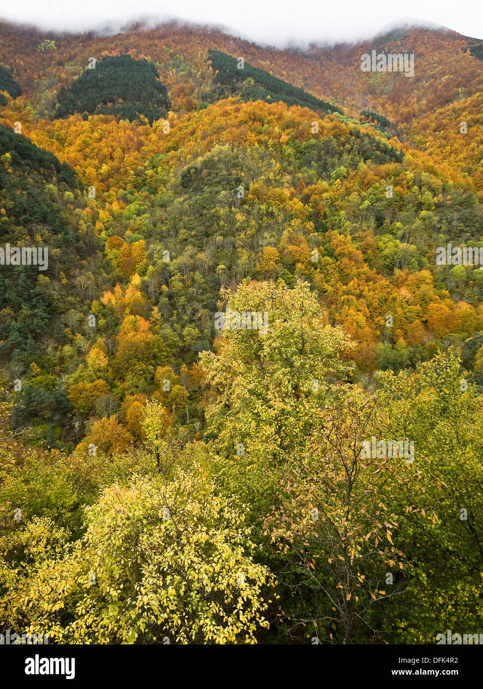 Bosque mixto en hi-res stock photography and images - Alamy
