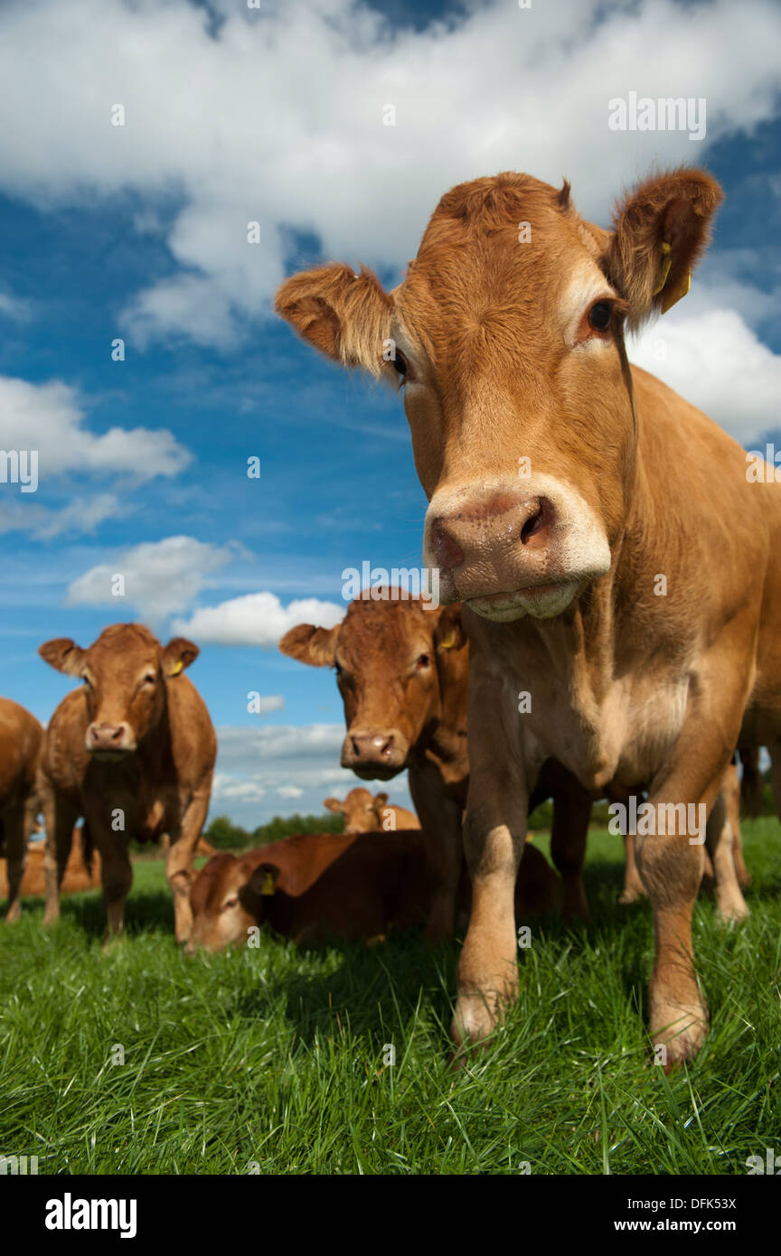 Herd of Limousin beef cattle grazing in lush pasture. Cumbria, UK Stock ...