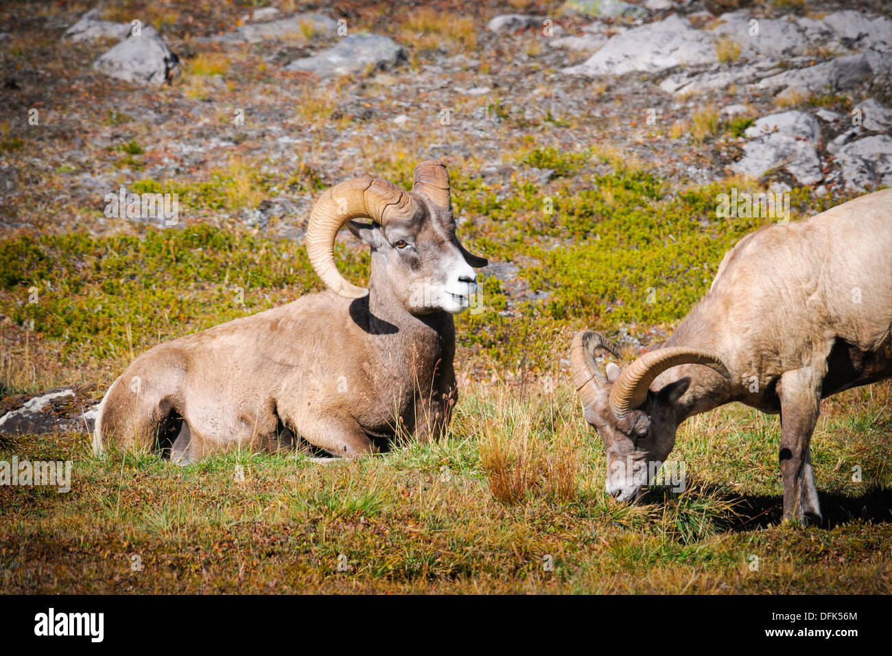Rocky Mountain Big Horned Sheep Stock Photo